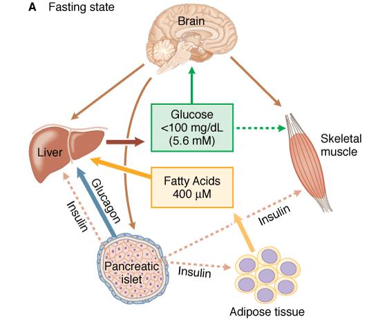 Regulation of the blood glucose level glycogenolysis and gluconeogenesis 4.
