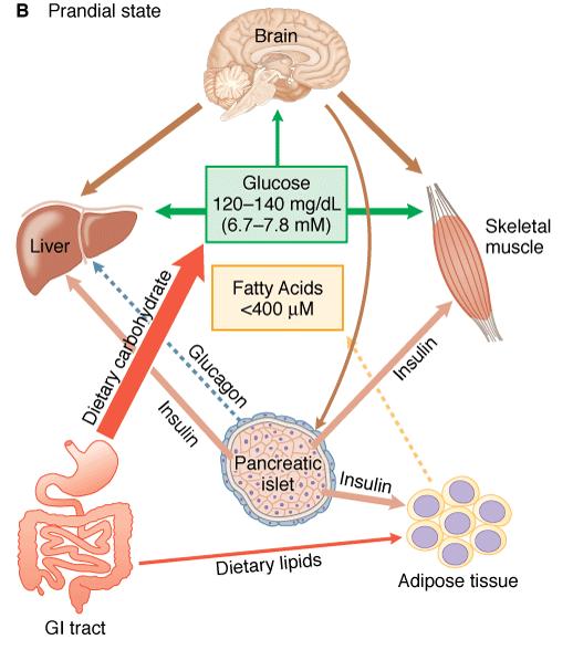 Regulation of the blood glucose level glycogen synthesis Goodman &