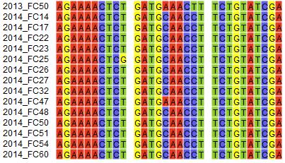 génrészlete látható 4.5.2.2. A 14 α-demetiláz gén elemzése A CYP 51 gén promóter régiójában jelen levő Mona genetikai elem kimutatásához a PCR termékeket 2%-os agaróz gélen tettük láthatóvá.