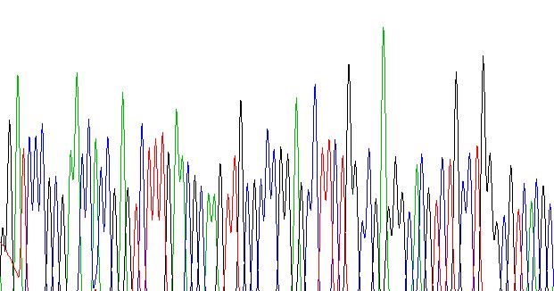 ITS-elemzés. Az alkalmazott ITS-primerekkel a teljes ITS szakaszt (ITS1-5.8S-ITS2) szaporítottuk fel (Garcia-Mas et al.