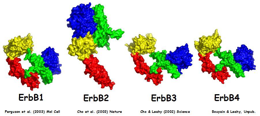 Irodalmi áttekintés extracellular intracellular zárt (ligand-nélküli) forma nyitott (ligand-kötött) forma 2. ábra: Az EGFR konformáció változása (Franklin, Cancer Cell, 2004, 5 (4):317-28.