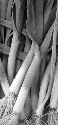 Tök 180-220 din/kg Uborka 60-100 din/kg Újburgonya 140-250 din/kg Újhagyma 25-40 din/csomó Vöröshagyma 25-60 din/kg Zeller 60-100 din/db Palánta /különféle/ 5-60 din/db Gyümölcs Alma 60-150 din/kg