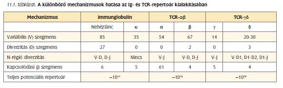 Az Ig-diverzitás alapjai: - a V, J és D gének viszonylag nagy száma és azok véletlenszerű kapcsolódása minden variábilis domén egy adott VJ ill.