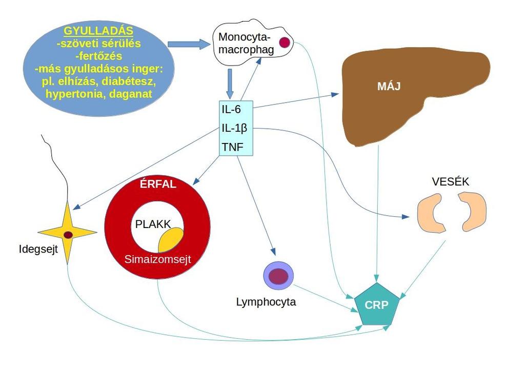 A CRP termelődésének áttekintése Rövidítések: IL = interleukin; TNF = tumornekrózis faktor; CRP = C-reaktív protein Deme, D.