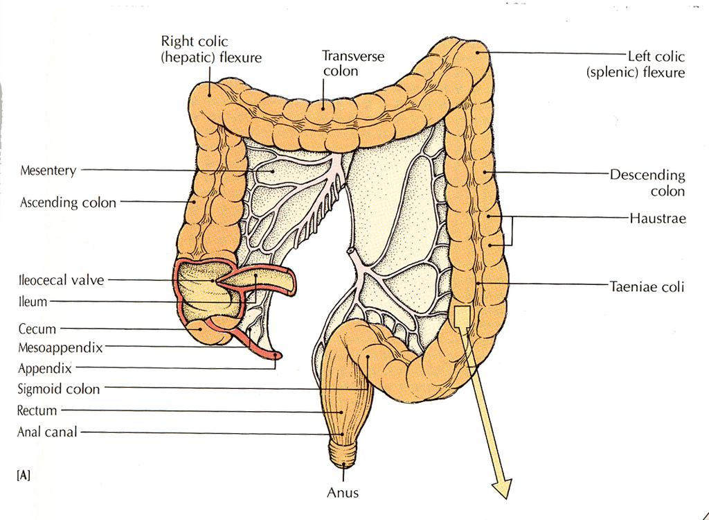 ANATOMIA I.