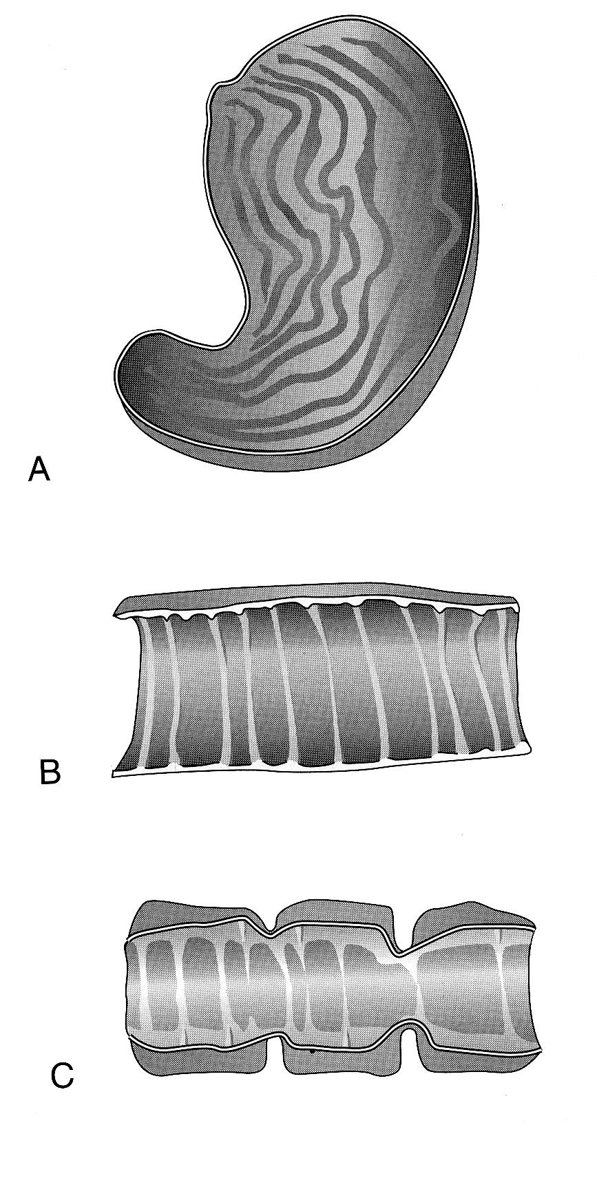 ANATOMIA II.