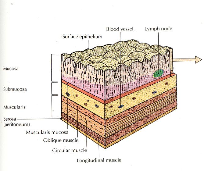 ANATOMIA