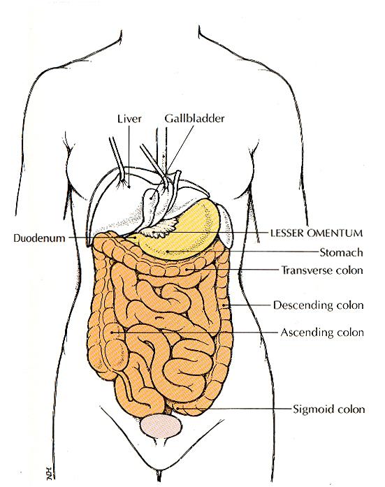 ANATOMIA