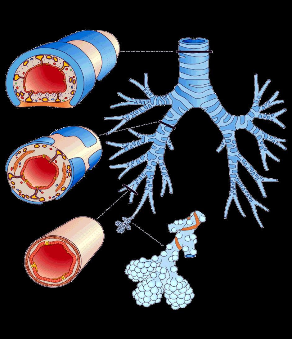 A COPD: Elsődlegesen az alsó légutak a tüdőparenchyma és a pulmonalis vasculatura krónikus gyulladásos,degeneratív megbetegedése trachea Respiratorikus rendszer A lokális gyulladásos reakció mellett