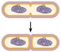 8) μ = μ m ρ μ = μ m ρ + = a + b #: fénelektromos jelenség (II.