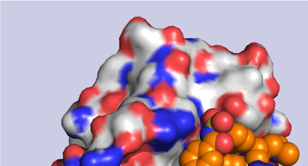Fehérje-fehérje kölcsönhatás gátlása A Bcl-xl fehérje példáján Ellentétek