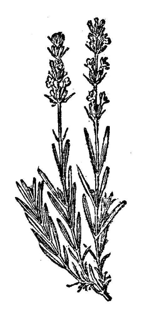 England. Journal of Animal Ecology. 54, 149 162. DOI: 10.2307/4627 http://tinyurl.com/z5dcbjy Richardson, David M. (ed.): Fifty Years of Invasion Ecology: The Legacy of Charles Elton.