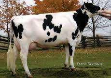 Holstein