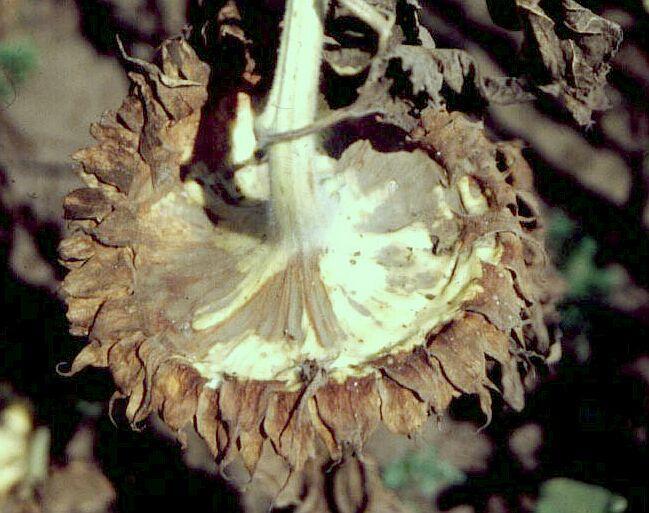 rothadás c) Botrytis d) Szeptória e)