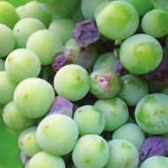 A szőlőmolyok második nemzedéke ellen modern biológiai fegyver a Lufox A nyári rajzás imágói tojásaikat a fiatal, zöld szőlőbogyón helyezik el.