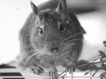 A degu Származása: A dél-amerikai Andokból származik, Chilében őshonos, de előfordul Argentínában és Peruban is. A degu hazájában a hegyvidéki füves, bokros területeket kedveli.