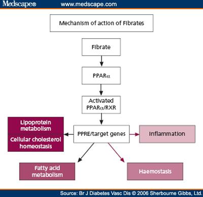 Fibrátok peroxiszóma proliferátor aktivált receptor α (PPARα) agonistái zsírsavak