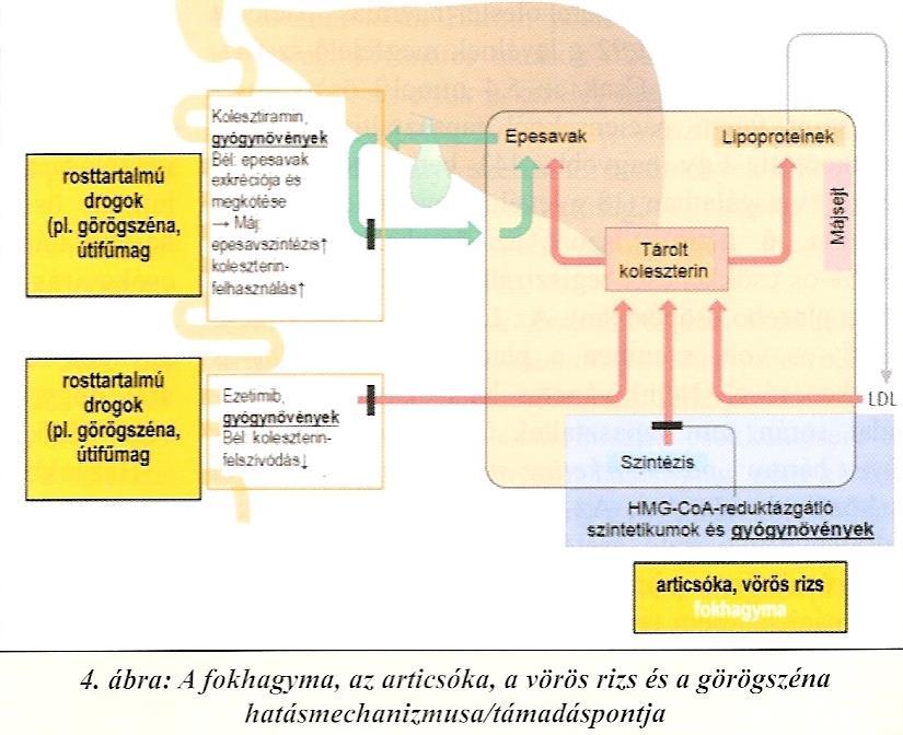 Szterolok és sztanolok fokhagyma Szendrei Kálmán és Csupor Dezső.