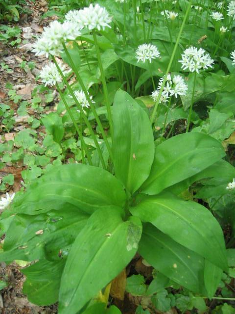 Medvehagyma Allium ursinum Csupor D., Szendrei K.
