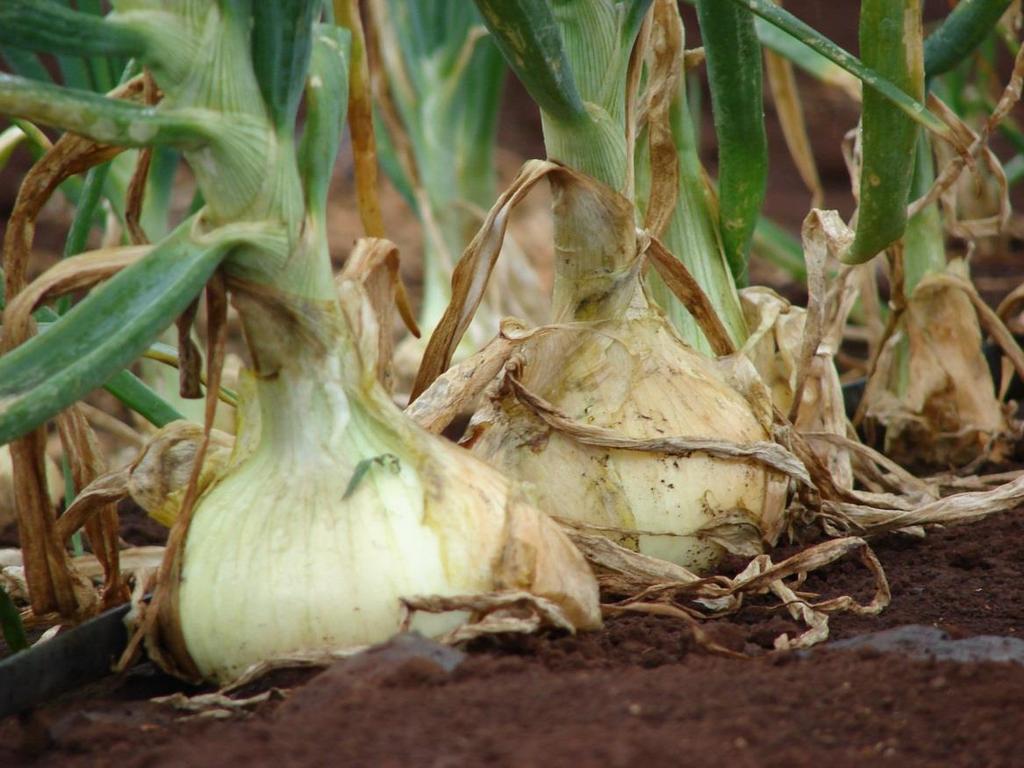 Vöröshagyma Allium cepa 20-50