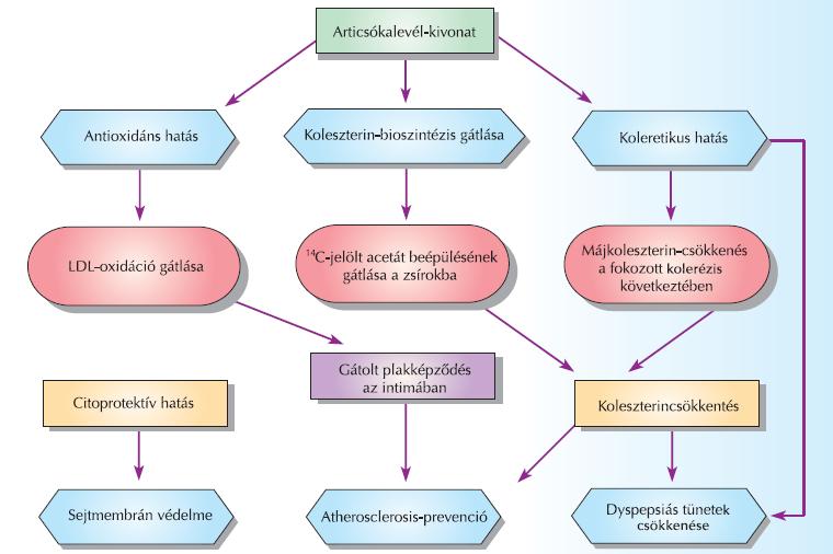 Csupor Dezső: Ételünk vagy gyógyszerünk-e az