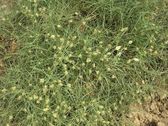 Psyllii semen Plantago afra L.(Plantago psyllum L.