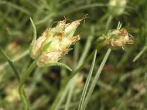 et K.) - homoki útifű (Plantaginaceae) Plantago afra