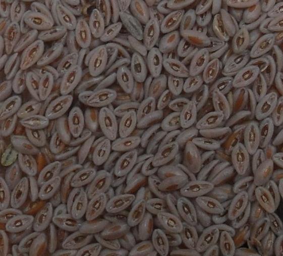 Nyálkás és egyiptomi útifűmag Psyllii semen Plantaginis ovatae semen Plantago