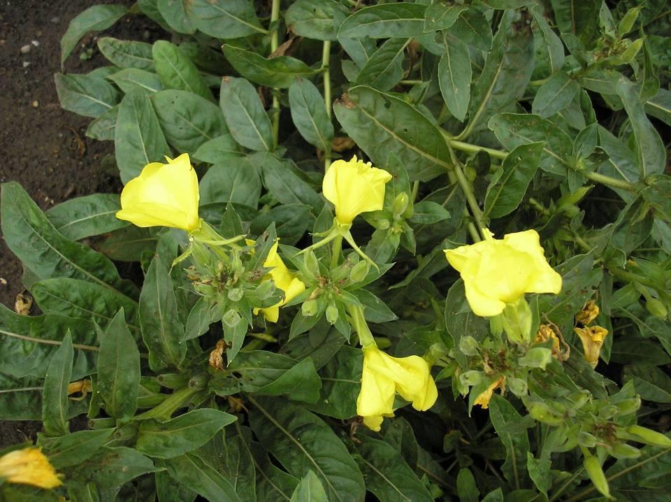 Oenothera biennis, O.