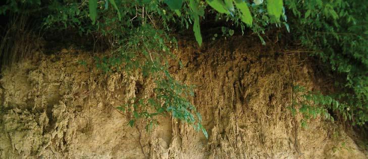 Talaj és rhizobiológiai tulajdonságok dinamikája és befolyásolhatósága stressz-körülmények között Projekt időtartama, támogató: 2004-2007, OTKA (46610) Témavezető: Biró Borbála, MTA Talajtani és