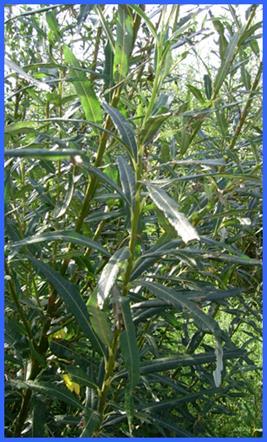 ENERGIAFŰZ Salix fajok kosárfonó fűz (évelő