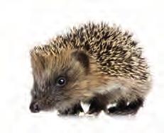 szőrkutya bózsa helyre borfüge viselős nyúl, puli, sündisznó bója, katicabogár, bogrács csinos, hasznavehetetlen, okoskodó eper, ribizli, áfonya állapotos, gondterhelt, elegáns megputykul megver,