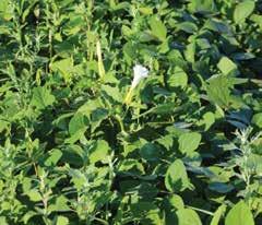 kép 1,2 l/ha Spectrum 720 EC preemergensen, majd 1,9 l/ha Corum + 1,0 l/ha Dash HC posztemergensen kijuttatva Ilyen megoldás a