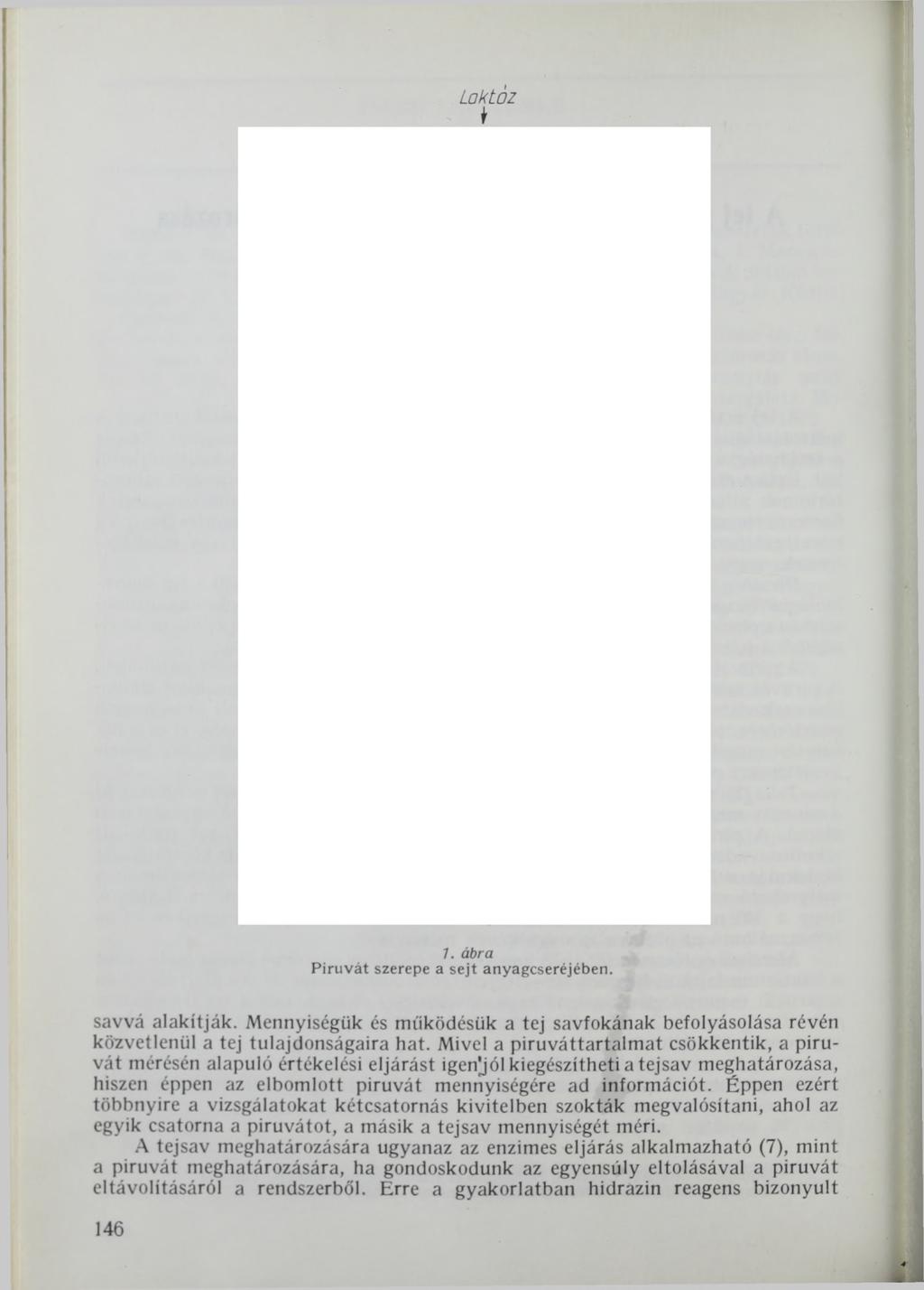 Laktáz t 1. ábra Piruvát szerepe a sejt anyagcseréjében. savvá alakítják. Mennyiségük és működésük a tej savfokának befolyásolása révén közvetlenül a tej tulajdonságaira hat.