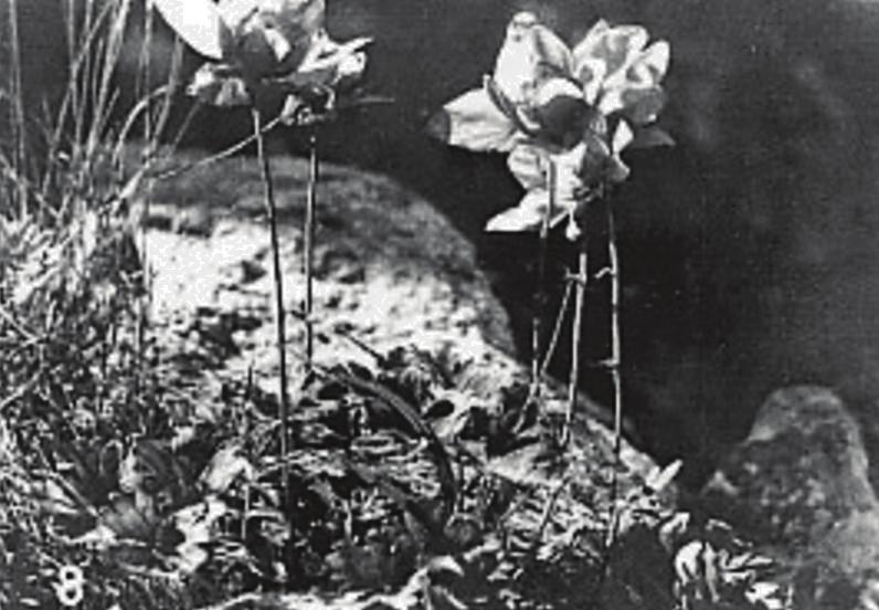 (Simon T. felvétele) 4. kép.