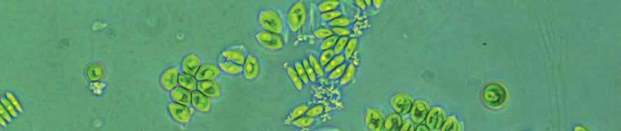 Albitech Biotechnológiai Kft. az Algafix termék gyártása A technológiát tekintve az axenikus algatörzsek szelektálását és fenntartását a klasszikus mikrobiológia módszerekkel végezzük.