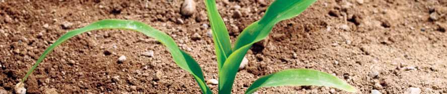 Stratégiai partnerünk Contivo program a Syngentától Mi a Contivo?