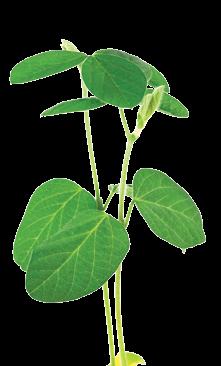 Új BactoFil Szójaoltó A Bradyrhizobium japonicum baktérium szimbiózisban él a szójával.