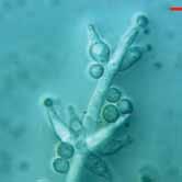TrichoMAX Mikrobiológiai készítmény A Trichoderma harzianum hiperparazita hasznos gombát tartalmazó készítmény.