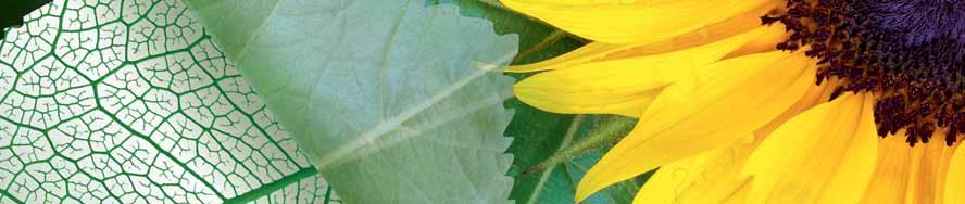 Algafx Algafx Mikrobiológiai biostimulátor Algafix Scenedesmus obtisausculus balatoni algából készült biostimulátor Felhasználás Szántóföldi növények esetén 2 l/ha (osztott kezelésben 2 1 liter/ha)