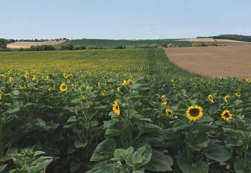 TÖRZSÁLLOMÁNY GARANCIA ÉS CSÍRASZÁM Kezelés napraforgóban Környe, Jordán Attila, 2016 Az Algafix biostimulátorban lévő kinetinek képesek serkenteni a növény fiziológiai folyamatait, fokozzák a