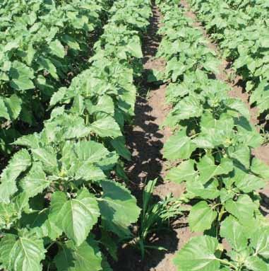 Algafx Mikrobiológiai biostimulátor Kezelés napraforgóban Kezelt