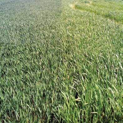 , Hantos, 2013 Az Algafix biostimulátor szakszerű használata után