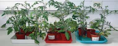 edény Amalgerol 3 l/ha + Symbivit Amalgerol 6 l/ha + Symbivit 0 kezeletlen Amalgerol 3