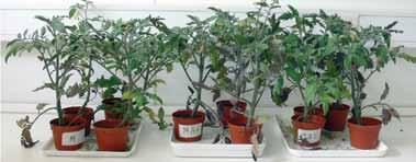 edény Amalgerol 3 l/ha + Symbivit Amalgerol 6 l/ha + Symbivit Az Amalgerol és a
