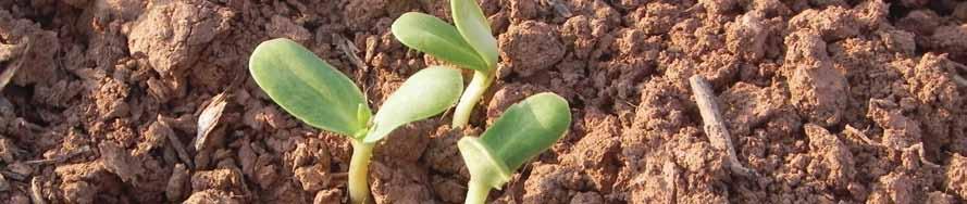 Az AGRO.bio termékek technológiája A BactoFil termékektől akkor várhatjuk a legjobb hatást, ha beillesztjük a növényvédelmi és a tápanyagutánpótlási technológiába.