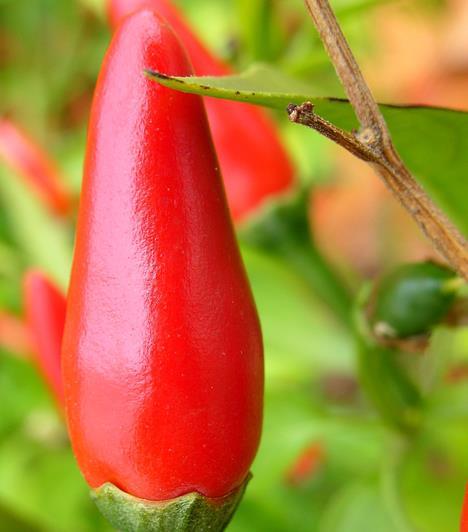 Paprika (1.) Magyarország híres a paprikájáról. Míg nálunk az édes változat a népszerű, addig a világ többi részén a csípős chilit használják.