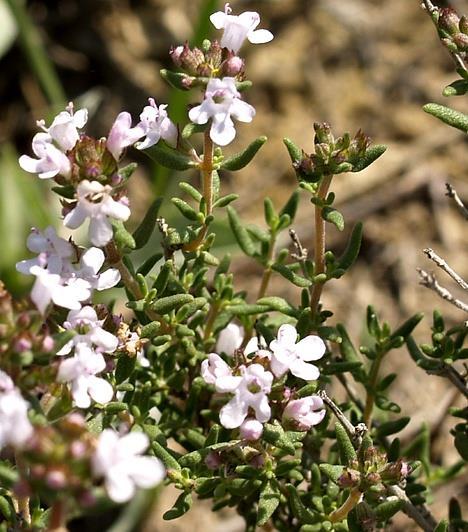 Kakukkfű (2.) A nálunk vadon is termő Thymus vulgaris erős aromájú fűszer, a Földközi-tenger vidékéről származik.