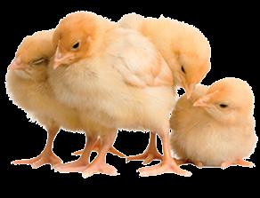 UN Ž,, brojler csirkék neveléséhez a kezdettől vágásig GEB TANÁCSOK ÉS AJÁNLÁSOK BROJLER CSRKE NEVELÉSHEZ: Az UN Ž magasminőségű takarmány brojler csirke neveléshez, amely lehetővé teszi a csirkék