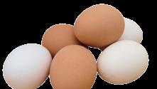 UN N plavi 16,5 konzum tojást tojótyúkoknak EnergoNos Gold konzum tojást tojótyúkoknak 50 héten túl Eredmények: Tojástermelés 52 hét alatt 0-3 darab Átlagos tojás tömeg 62g fogyasztás tojásonként